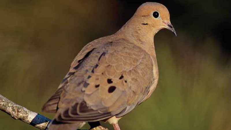 Doves In Louisiana