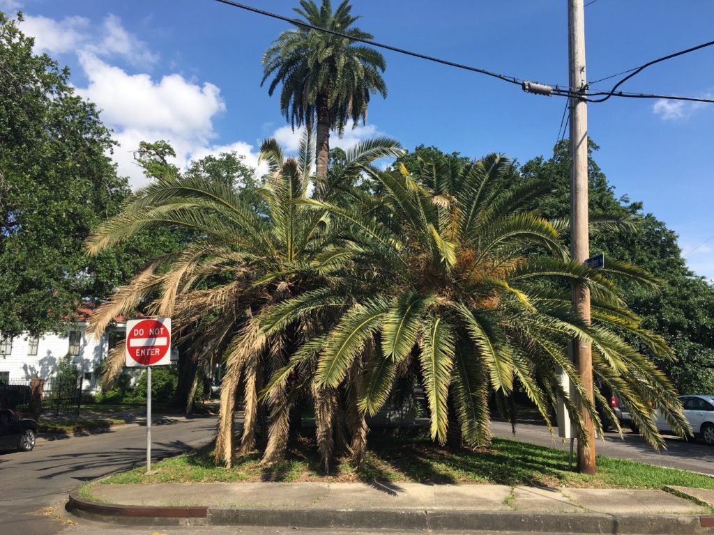 Louisiana Palm Trees
